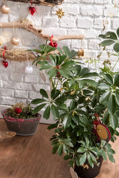 Krásná Prázdninová Místnost Vánočním Stromku Interiérem Barevného Příslušenství — Stock fotografie