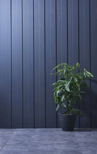 Modern dark blue  wall, textured wall, blue decorative wall,  and green plant in interior concept.