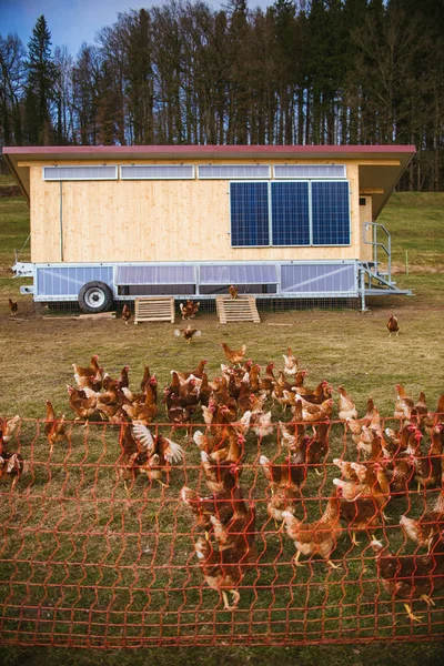 Horoz ve tavuk bahçedeki