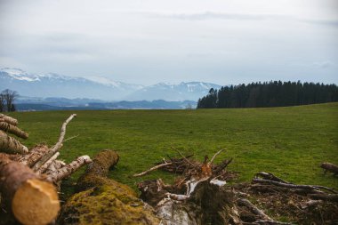 Ormanın içinde günlükleri ile arka planda dağlar yığını