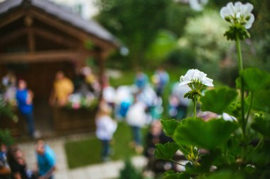 Bahçedeki çiçekler