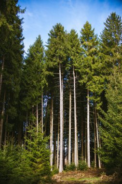 Bir ormandaki boyunda çam ağaçları