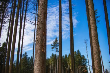 Bir ormandaki boyunda çam ağaçları
