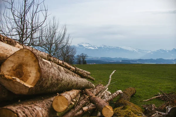 Ormanın içinde günlükleri ile arka planda dağlar yığını