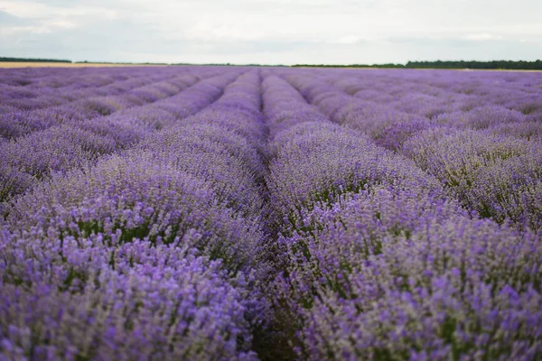 Lavanda Campo Provenza Francia —  Fotos de Stock