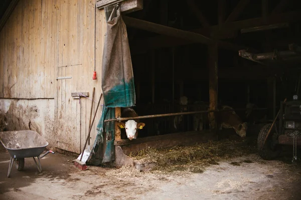 Kuh Auf Einem Bauernhof — Stockfoto