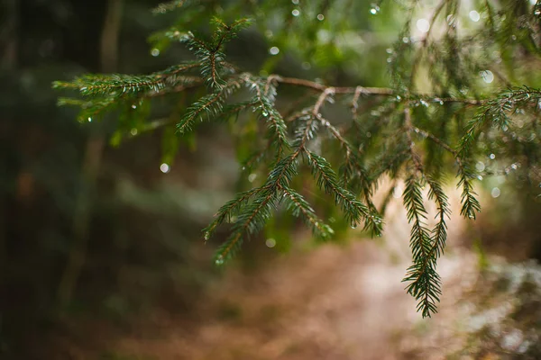 Tak Van Een Naaldboom Met Druppels Water — Stockfoto