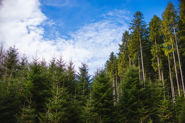 Pohon Pinus Tinggi Hutan — Stok Foto