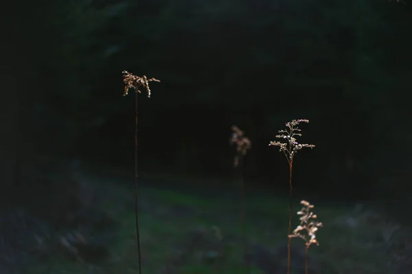 Ormanın içinde arka ışıklı bitkiler 