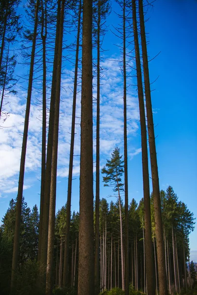 Bir ormandaki boyunda çam ağaçları