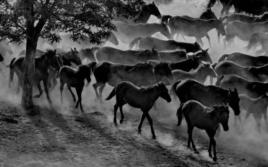 siyah atlar ve kovboy erkek  