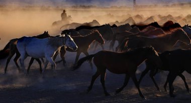   atlar ve kovboy erkek 