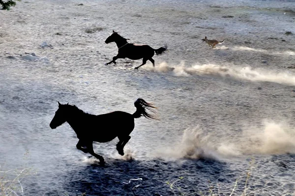 Horses — Stock Photo, Image