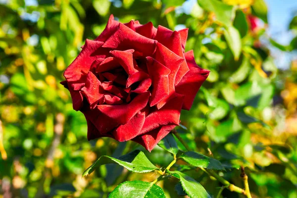 Hermosa Rosa Roja Sobre Fondo Verde Verano — Foto de Stock