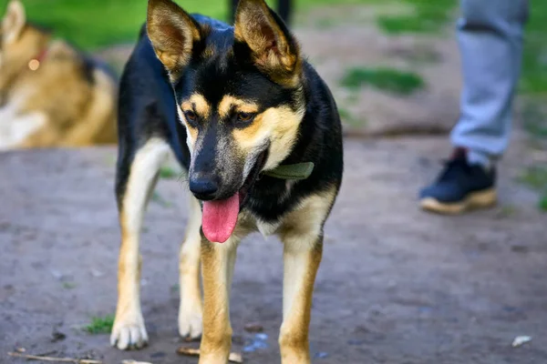 Koyunları korumak ve gütmek için eğitilmiş bir köpek. Genç bir köpek..