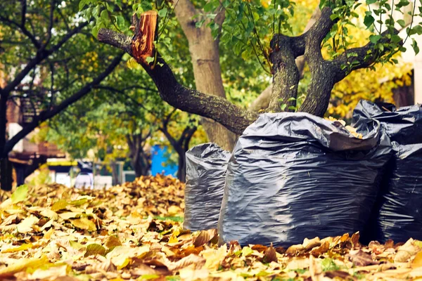 Bir şeyi temizleme eylemi, özellikle de evin içini.