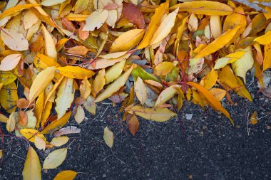 Sonbahar ılıman dört mevsimden biridir. Tropiklerin dışında sonbahar, yazdan kışa geçiş anlamına gelir.