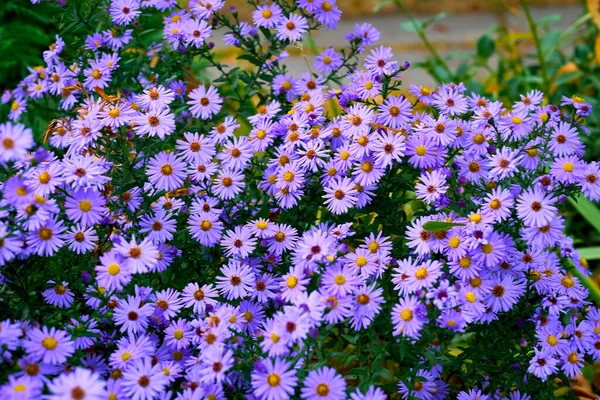 Papatya familyasından, genellikle mor ya da pembe renkli, parlak, ışıl ışıl çiçekleri olan bir bitki.