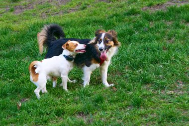 Evcilleştirilmiş etobur bir memeli. Genellikle uzun bir burnu ve keskin bir koku duyusu vardır.