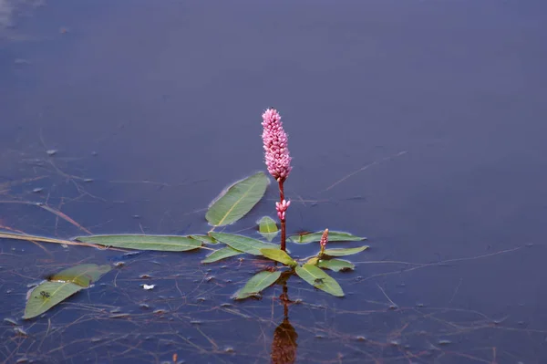 Bistort Anfibio Polygonum Amphibium Aguas Tranquilas — Foto de Stock