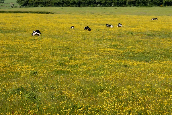 Bir düğün çiçeği çayır, Dumfries, İskoçya otlatma sığır.