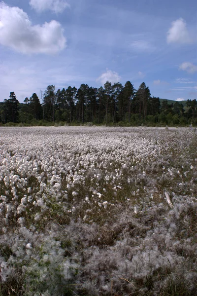 Pamuk çimen çiçek, eriophorum augustifolium