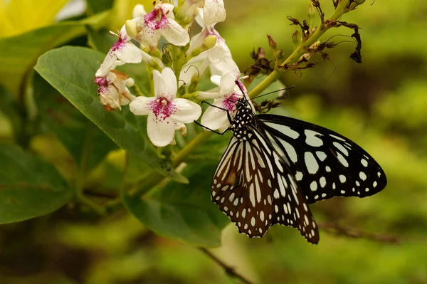 Papillon Vitreux Foncé Sur Une Fleur Orchidée Blanche Parantica Agleoides — Photo