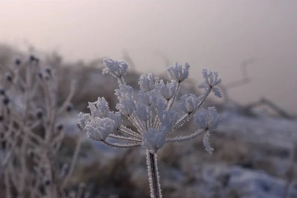 Счастливый Сухой Дикий Цветок Утреннем Тумане — стоковое фото