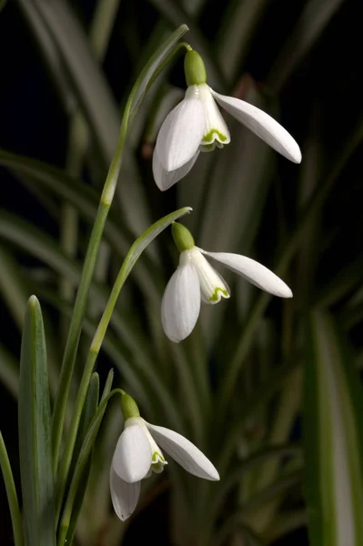 Koyu yeşil doğal zemin üzerine beyaz kardelen.