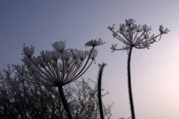 Frost Coberto Flor Selvagem Seca Luz Solar Manhã — Fotografia de Stock