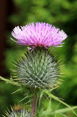 Çiçek ortak thistle, cirsium vulgare, Dumfries, İskoçya