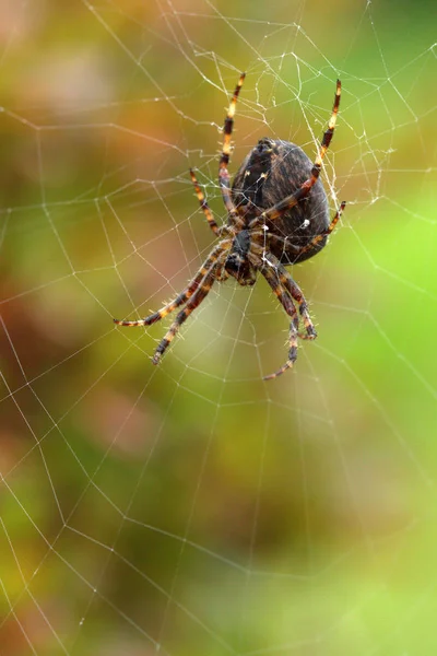 Büyük kıllı Bahçe örümcek web yeşil benekli zemin üzerine.