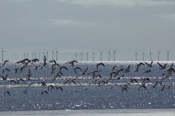 Yaban hayatı ve birlikte mevcut offshore rüzgar türbinleri.