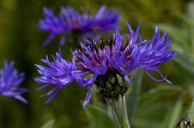 Peygamber Çiçeği, Centaurea cyanus, doğal yeşil arka plan. 