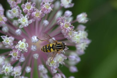 Hoverfly sarımsak çiçek.