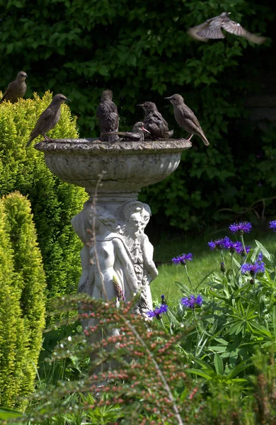 Sığırcık kuşu Banyo zamanı bir Bahçe.