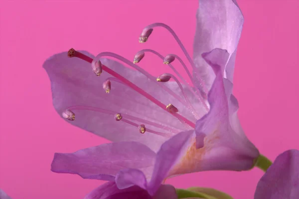 Pembe bir arka plan üzerinde mor Lilly