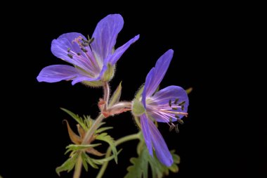 Çayır cranesbill, Sardunya pratense