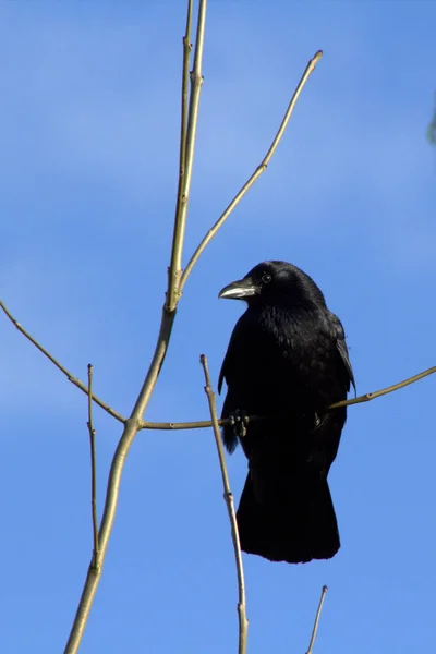 Küçük bir dal üzerinde tünemiş bir karga