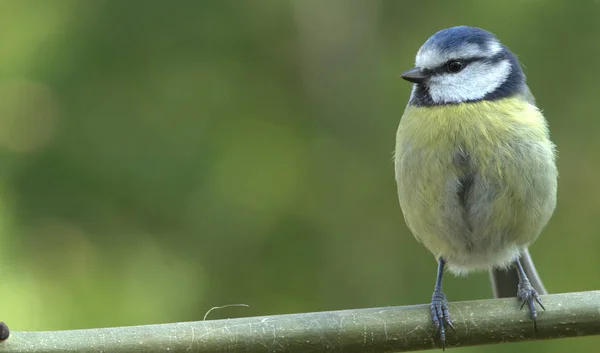 Bluetit Cyanistes Caeruleu Uppflugen Kvist Rätt Ram Med Kopia Utrymme — Stockfoto