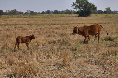 Bir buffalo ve buzağı birbirine bakarak. Buriram, Tayland