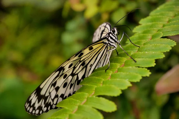 Papillon Nymphe Sur Une Feuille Fougère — Photo