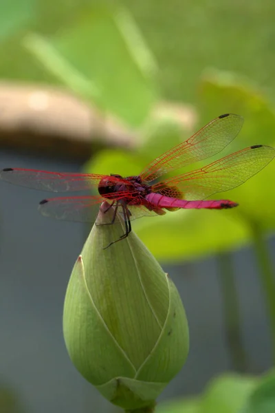 Libellule Rouge Rose Sur Bourgeon Fleur Lotus — Photo