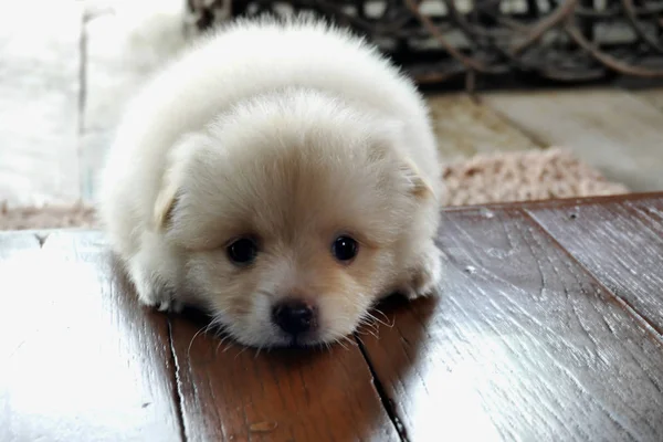 Filhote Cachorro Pomerânia Deitado Piso Madeira Polida — Fotografia de Stock