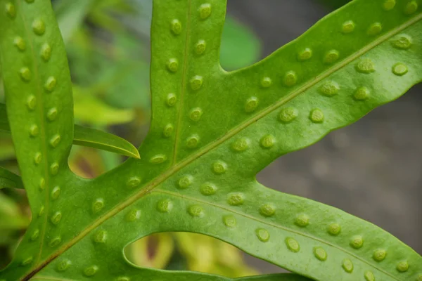 緑の点描葉熱帯植物 — ストック写真