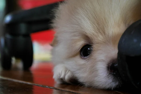 Filhote Cachorro Pomerânia Escondido Sob Uma Cadeira — Fotografia de Stock