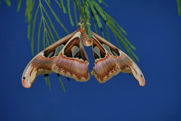 Werelds Grootste Vlinder Atlas Moth Attacus Atlas Chiang Mai Thailand — Stockfoto