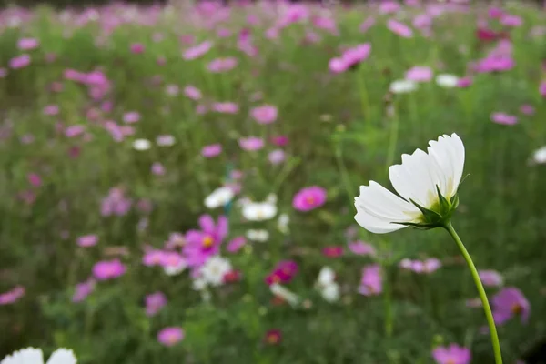 Pradera Flores Cosmos Flores Coreopsideae — Foto de Stock