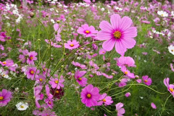 Une Prairie Fleurs Fleurs Cosmos Coreopsideae — Photo