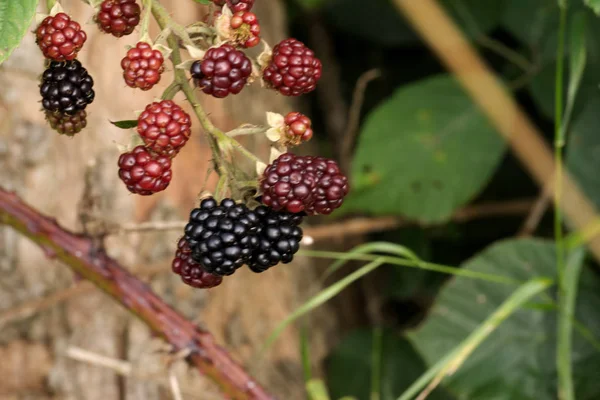 Yaban mersini. Hedgerow meyve.